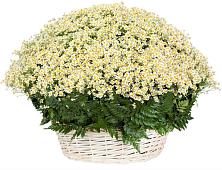 Цветочная композиция из Ромашки в корзине #REPLACE_PRED# Бессоновке
